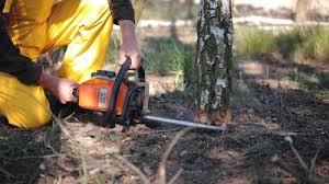 Tree and Shrub Care in New London, MN