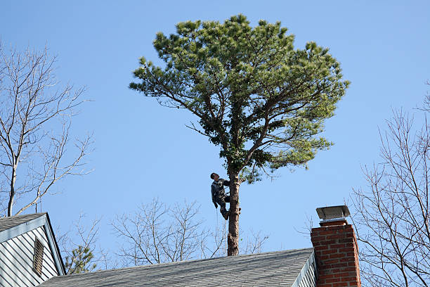 Professional Tree Services in New London, MN