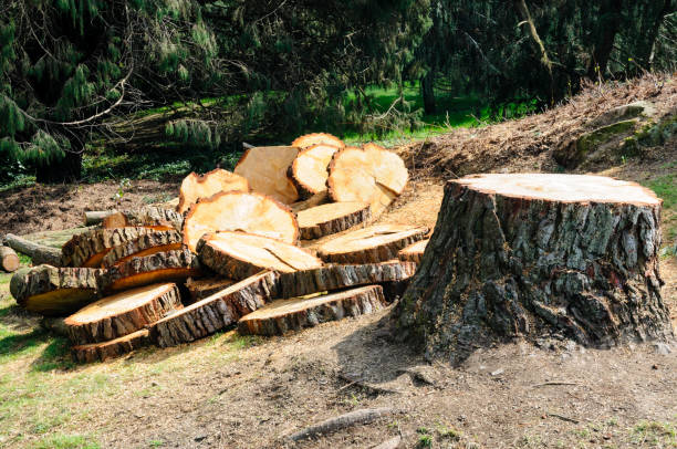 Best Utility Line Clearance  in New London, MN